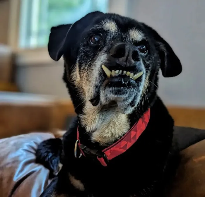 Banfield Pet Hospital 7