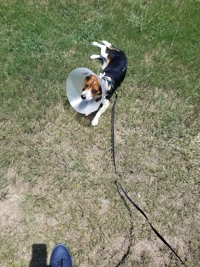 LifeLine Animal Project Spay & Neuter Clinic 6