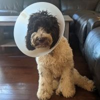 LifeLine Animal Project Spay & Neuter Clinic ico