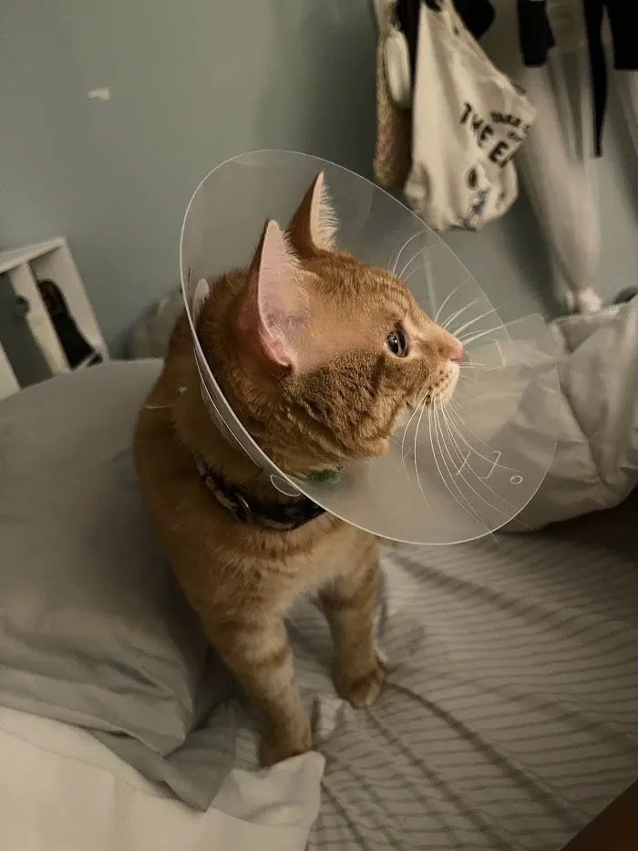 LifeLine Animal Project Spay & Neuter Clinic 5