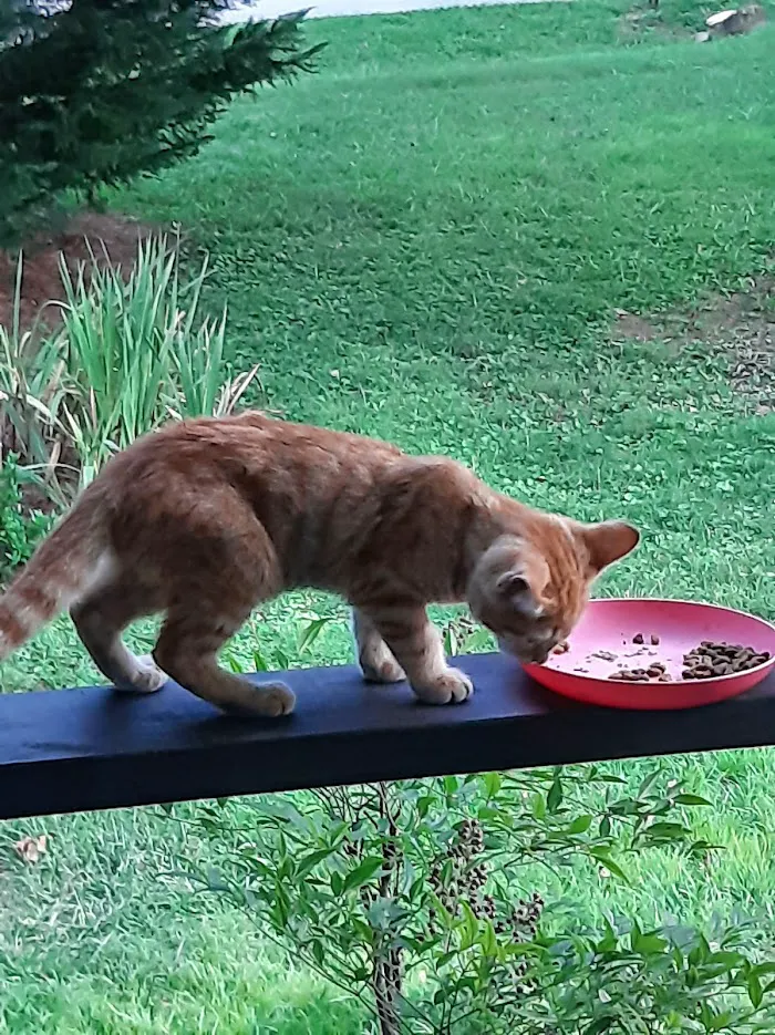 LifeLine Animal Project Spay & Neuter Clinic 9