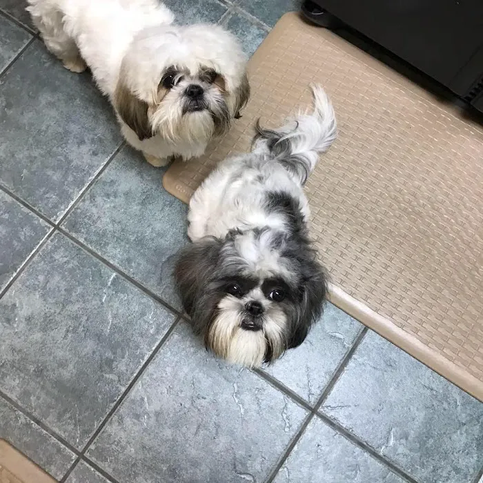 Greenbriar Animal Hospital 2