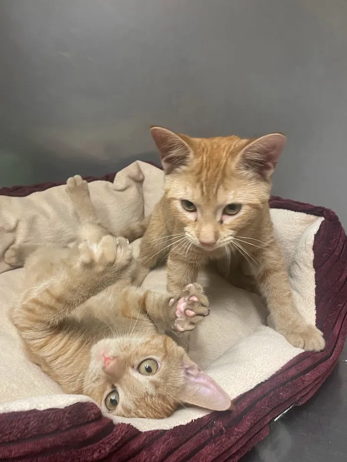 Greenbriar Animal Hospital 7
