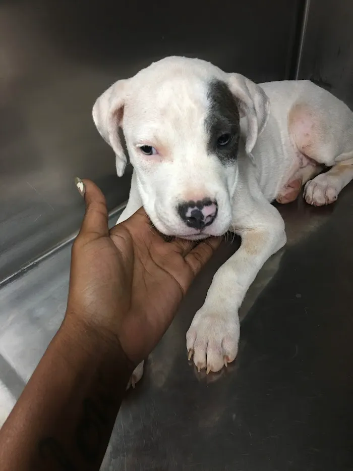 Greenbriar Animal Hospital 3