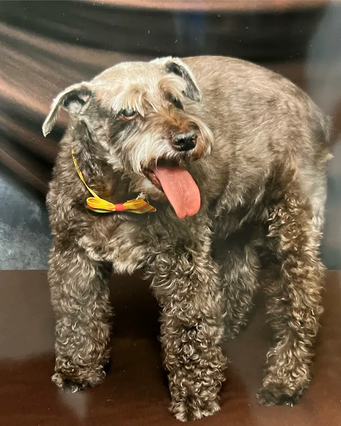 Greenbriar Animal Hospital 4