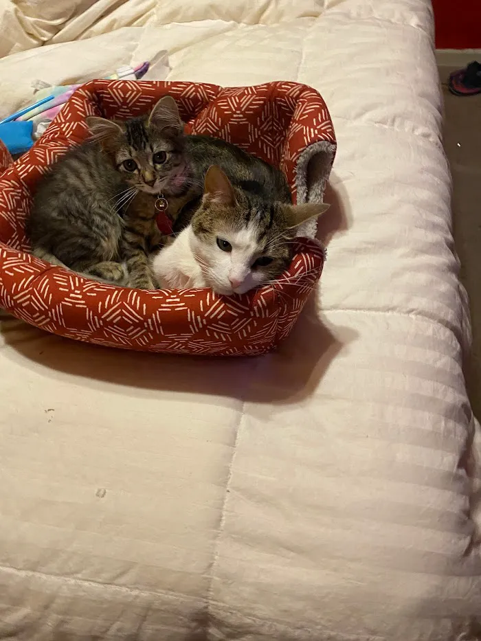 Tri-City Animal Hospital 2