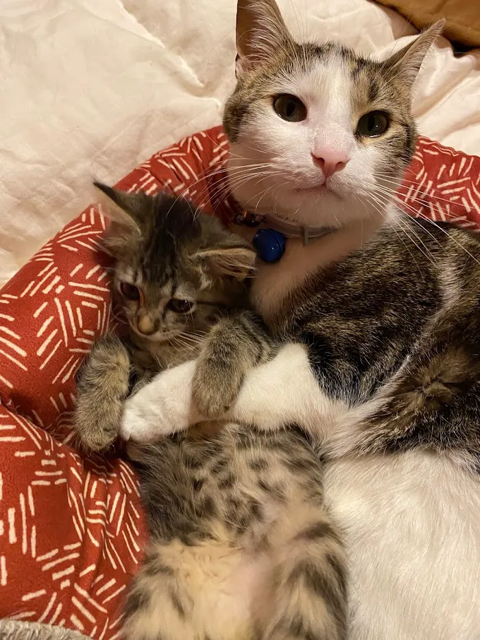 Tri-City Animal Hospital 6