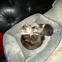 Tri-City Animal Hospital ico