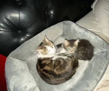 Tri-City Animal Hospital