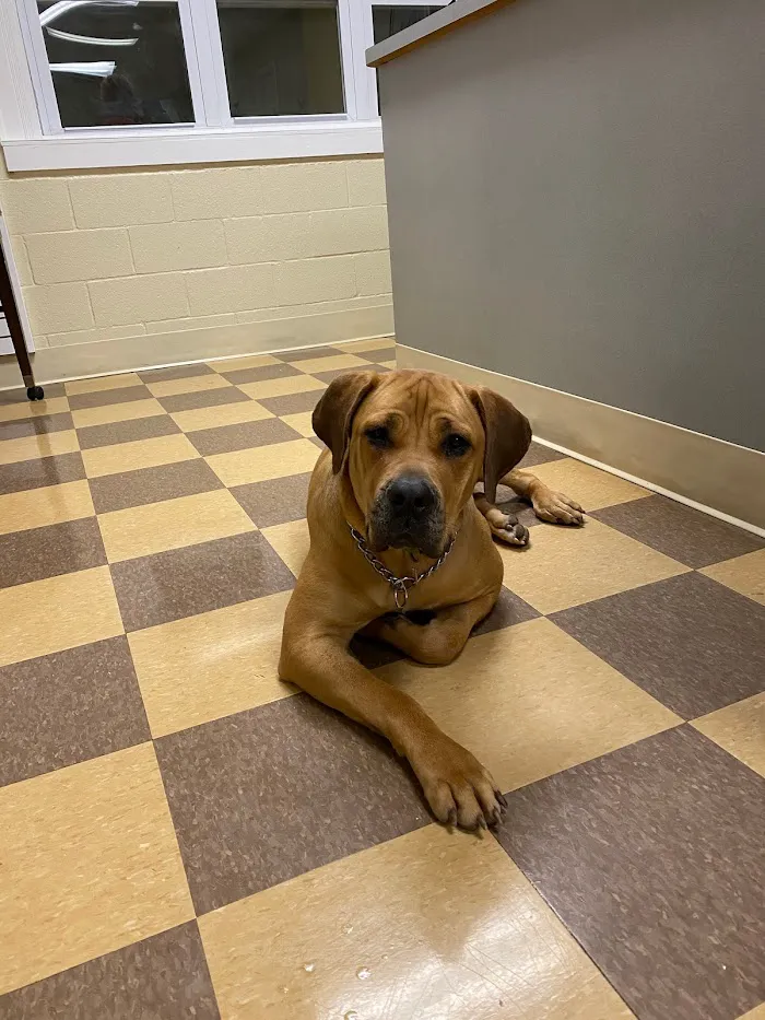 Southwest Veterinary Clinic 5