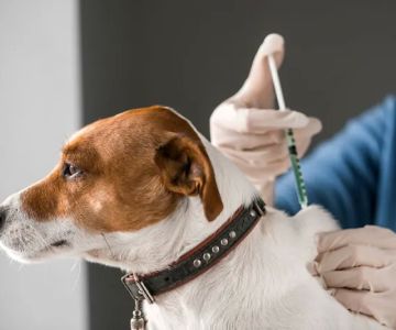 Southwest Veterinary Clinic