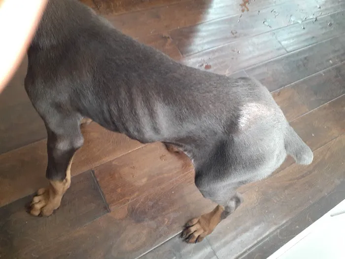 Red Oak Animal Hospital 6