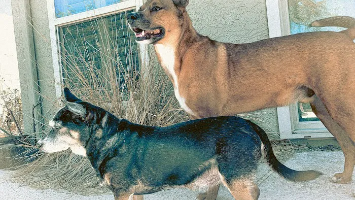 VCA Mountain View Animal Hospital 2