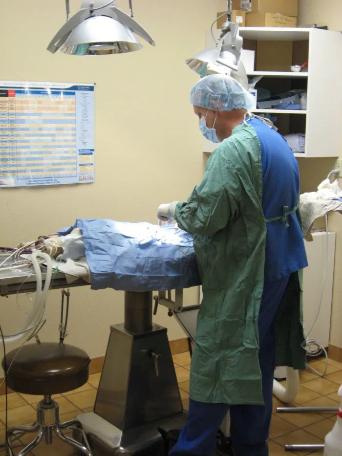 VCA Mountain View Animal Hospital 8
