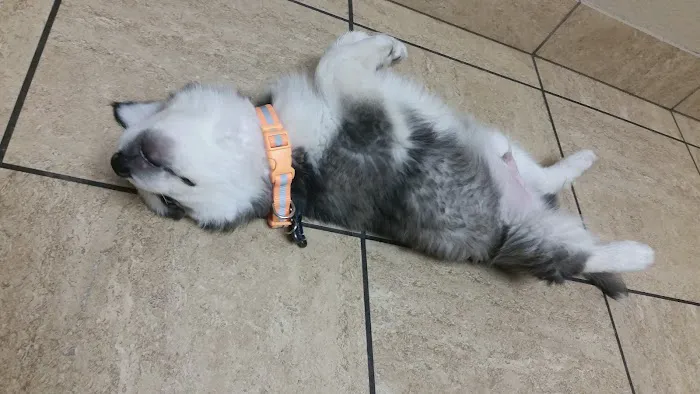 VCA Mountain View Animal Hospital 5