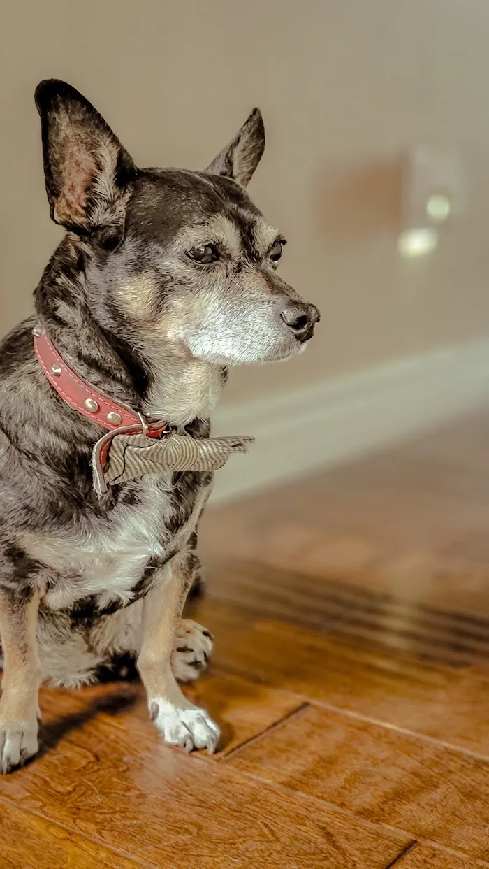 VCA Mountain View Animal Hospital 10