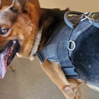 VCA Southside Animal Hospital ico