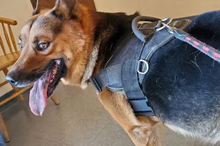 VCA Southside Animal Hospital