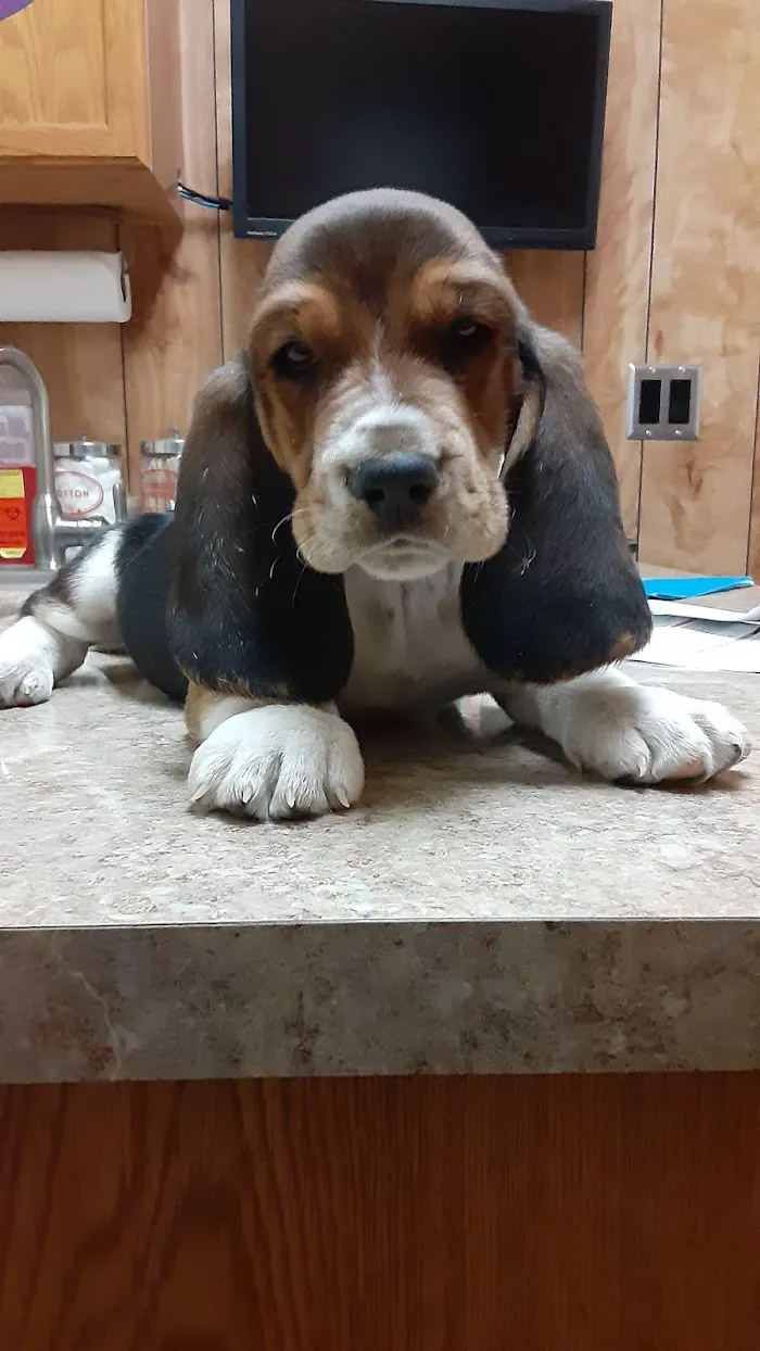 VCA Southside Animal Hospital 12