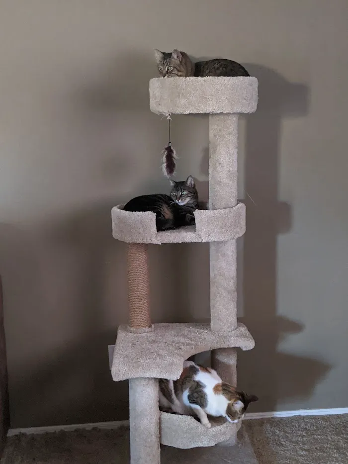 VCA Southside Animal Hospital 12