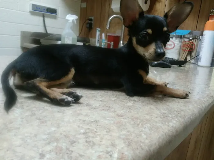 VCA Southside Animal Hospital 12