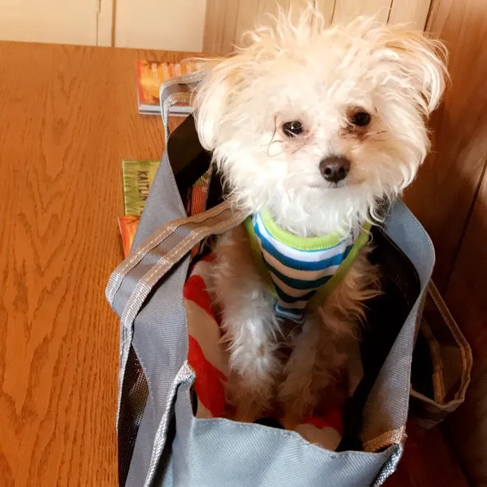 VCA Southside Animal Hospital 12