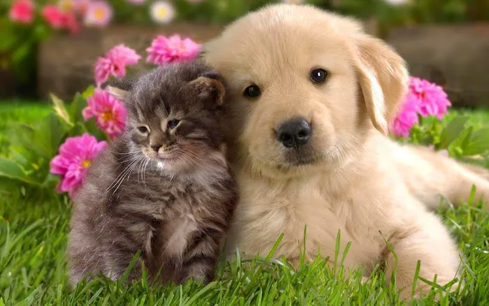 Desert Forest Animal Hospital 6