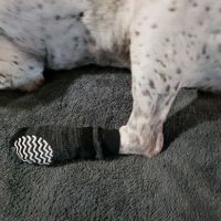 Desert Forest Animal Hospital ico