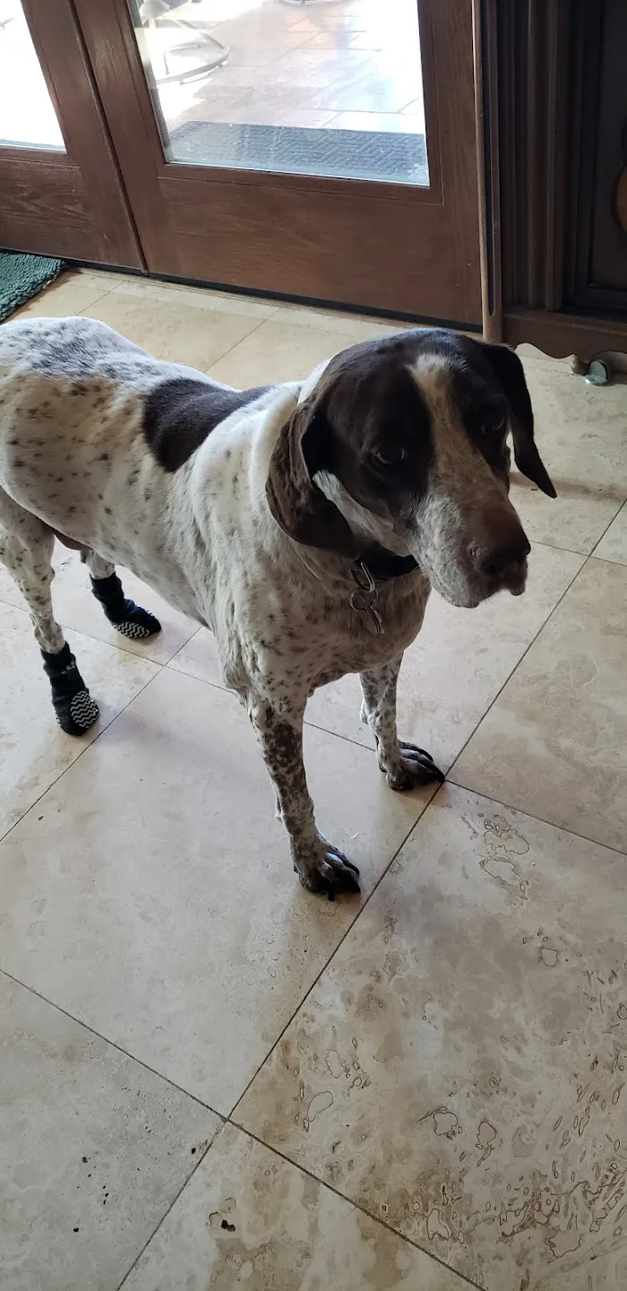 Desert Forest Animal Hospital 10