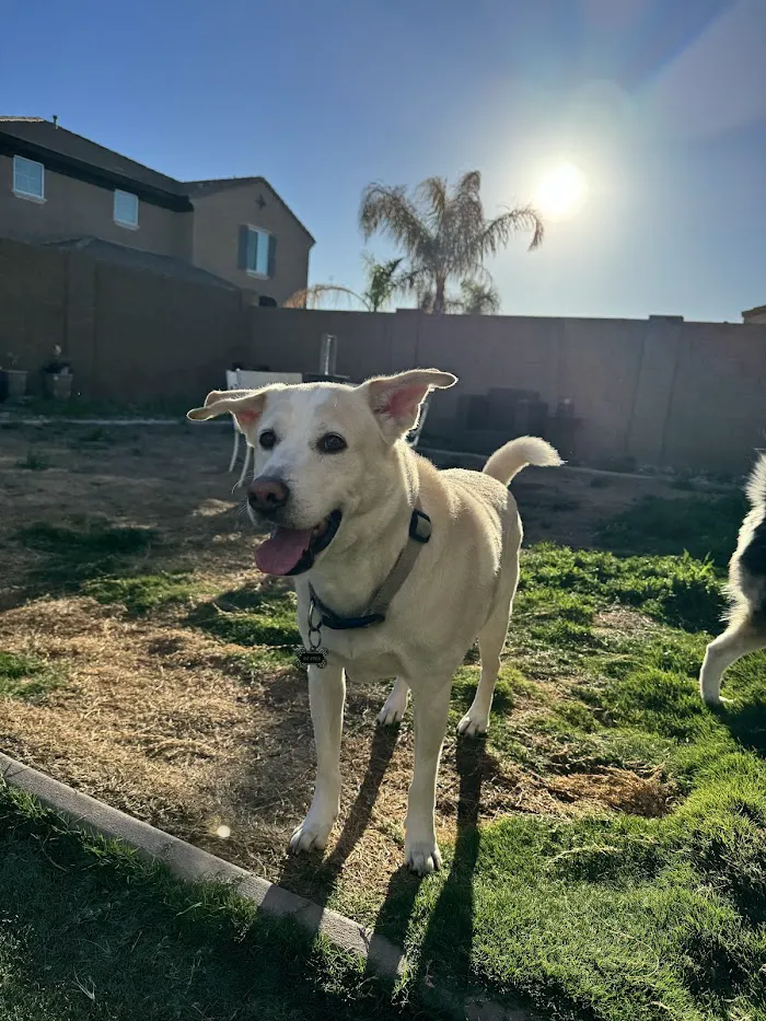 Animal Specialty Group of Scottsdale 12