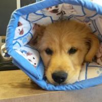 Southwest Veterinary Surgical Service, PC ico