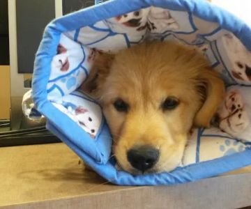 Southwest Veterinary Surgical Service, PC