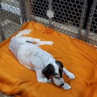 Animal Hospital at Grayhawk ico