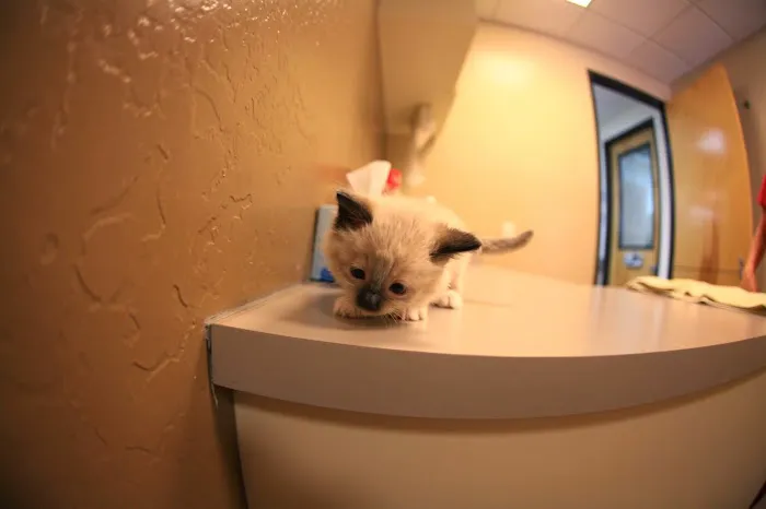 Animal Hospital at Grayhawk 12