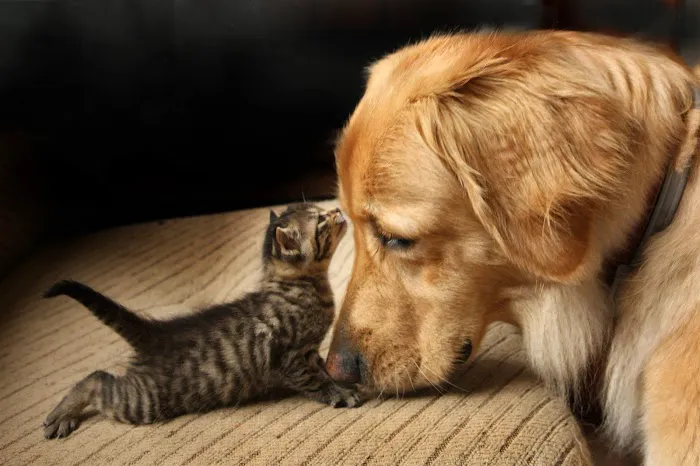 Pinnacle Peak Animal Hospital 1