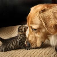 Pinnacle Peak Animal Hospital ico