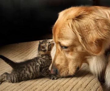 Pinnacle Peak Animal Hospital