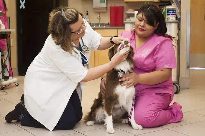 Pinnacle Peak Animal Hospital 4