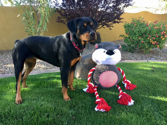 Pima North Animal Hospital 12