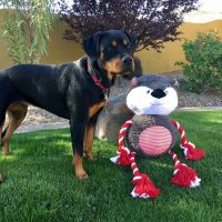Pima North Animal Hospital ico