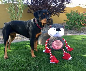 Pima North Animal Hospital