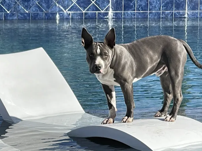 Pima North Animal Hospital 12