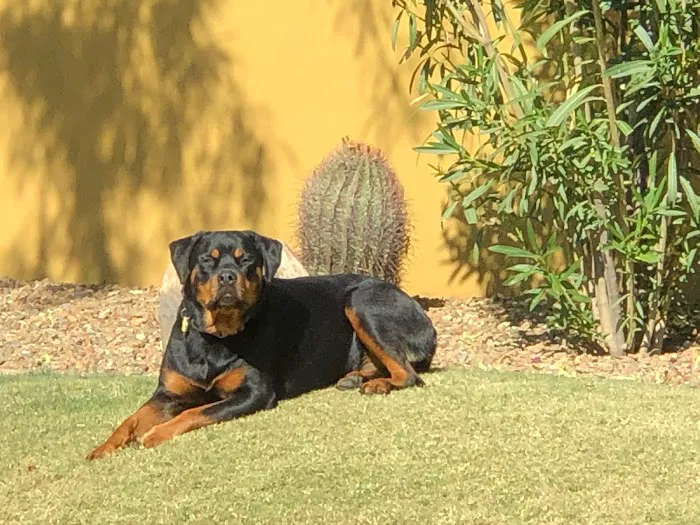 Pima North Animal Hospital 12
