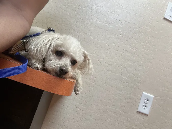 Pet Doctor of Chandler 5