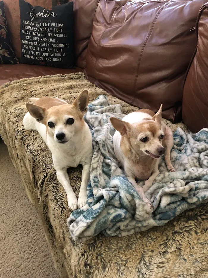 Pet Doctor of Chandler 4