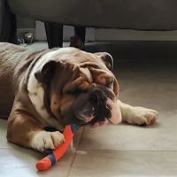 Ocotillo Animal Clinic & Pet Resort ico