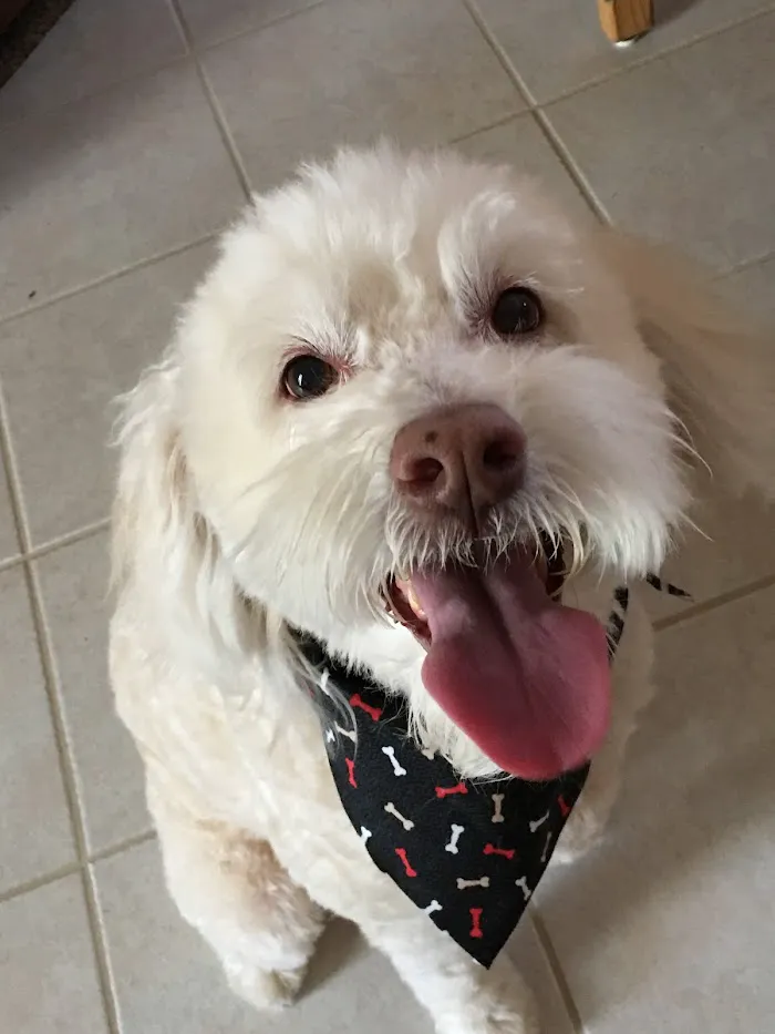 Ocotillo Animal Clinic & Pet Resort 5
