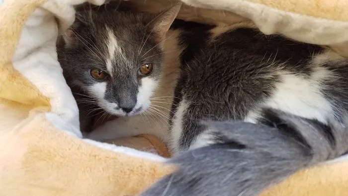 Ocotillo Animal Clinic & Pet Resort 4