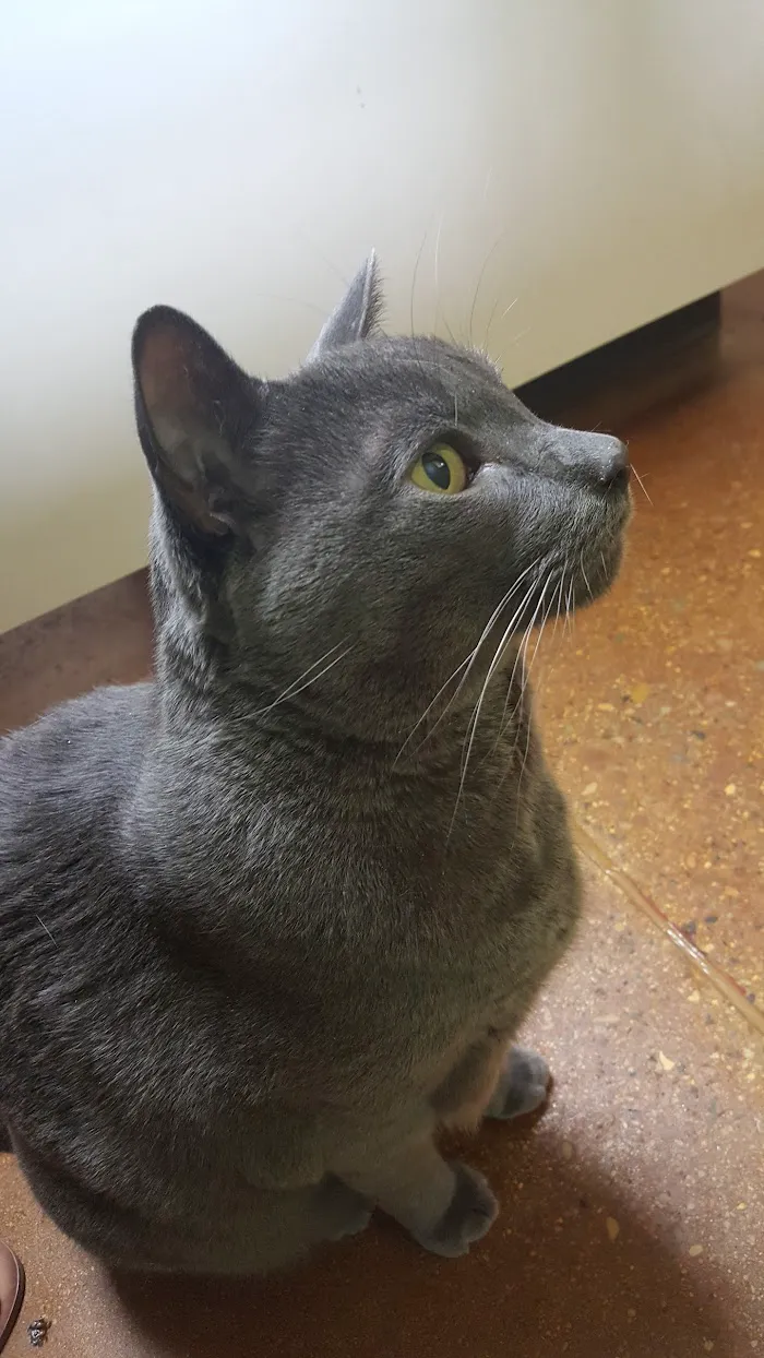 Ocotillo Animal Clinic & Pet Resort 6