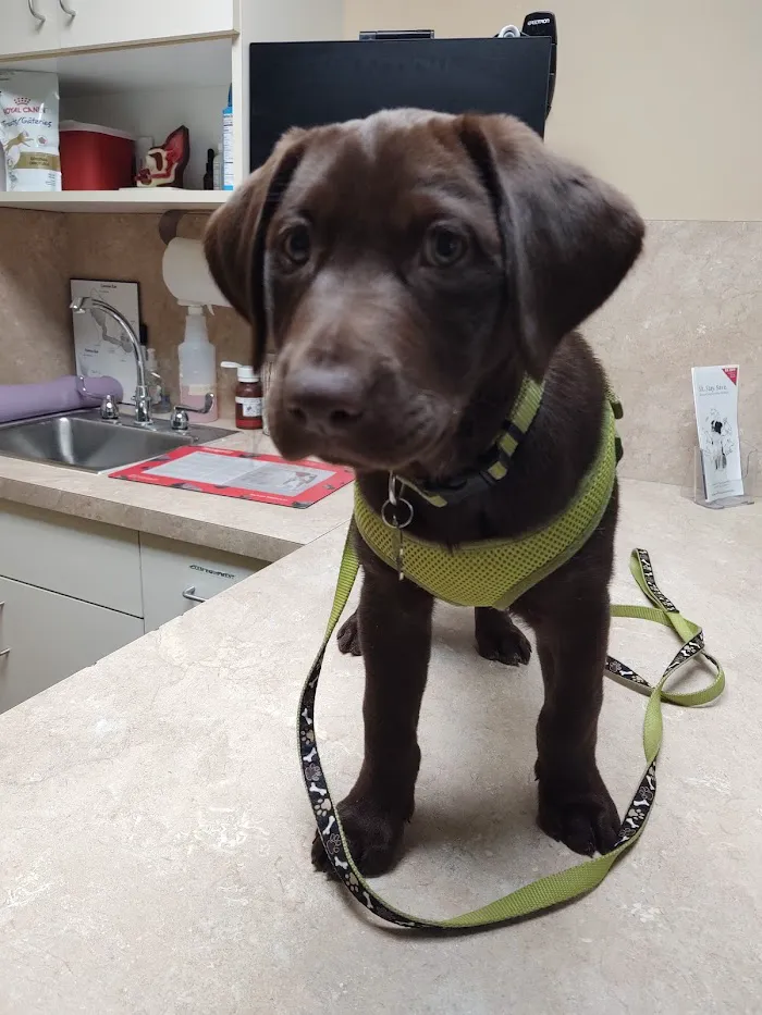 Ocotillo Animal Clinic & Pet Resort 9